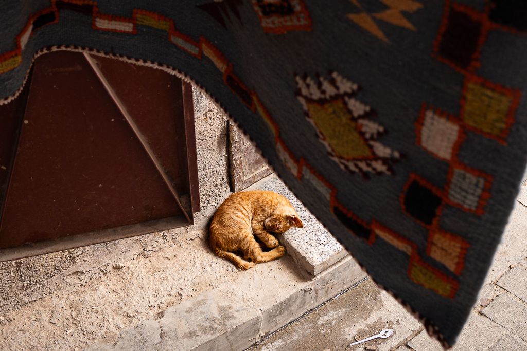 Un gatito duerme en el suelo, bajo una alfombra.