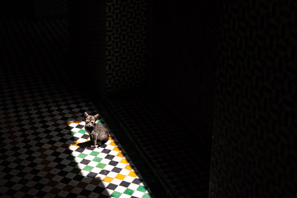 Un gatito al sol, dentro de una madrasa en Fez, Marruecos.